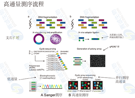 1420788347282046919.png 3 高通量測序分析.png