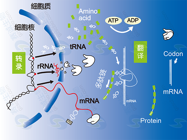 真核生物基因表達(dá)調(diào)控過程