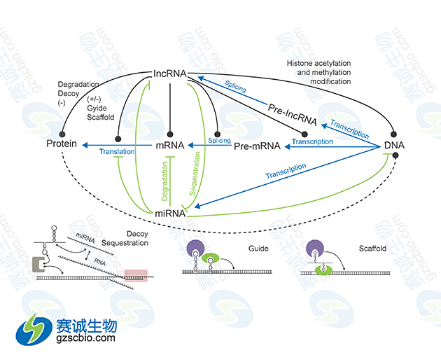 miRNA與lncRNA在基因表達調(diào)控中的相互關(guān)系