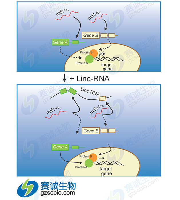 miRNA調(diào)控lncRNA