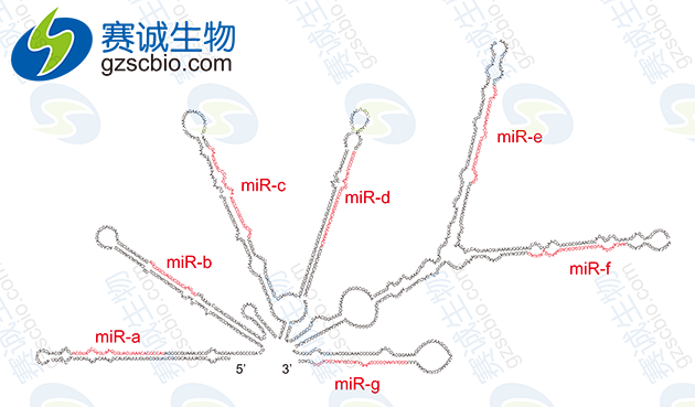 miRNA前體結(jié)構(gòu)