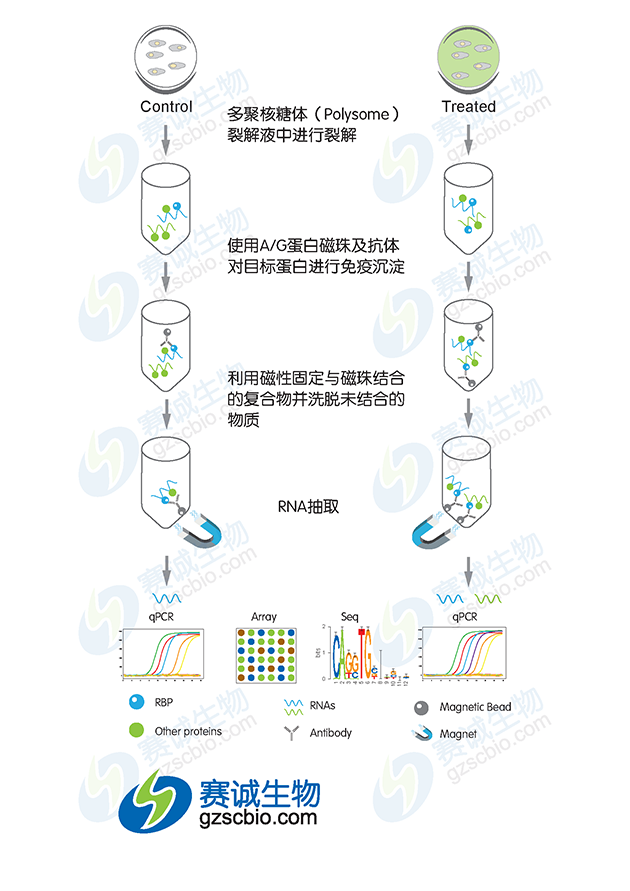 RIP實(shí)驗(yàn)流程