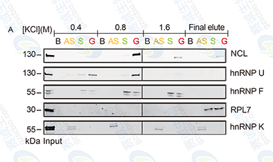 RNA Pull-down model figure A RNA Pull-down model figure A