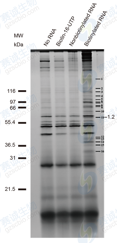 RNA Pull-down model figure D RNA Pull-down model figure D