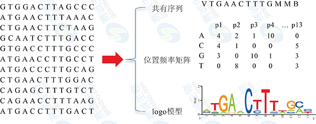 轉錄因子結合位點的表示 轉錄因子結合位點的表示