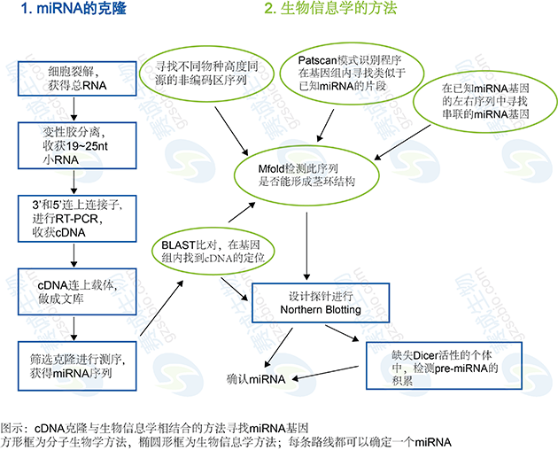 生物信息學(xué)在miRNA研究中的應(yīng)用 生物信息學(xué)在miRNA研究中的應(yīng)用