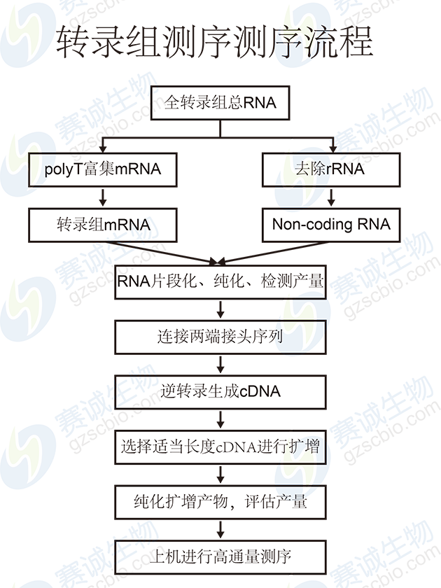 轉(zhuǎn)錄組測序流程 轉(zhuǎn)錄組測序流程