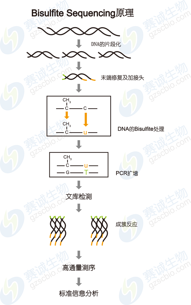 Bisulfite Sequencing原理 Bisulfite Sequencing原理