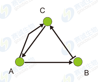布爾網絡模型 布爾網絡模型