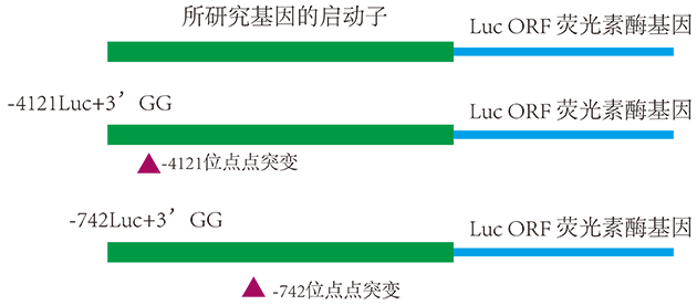 Luciferase分析調(diào)控位點(diǎn) Luciferase分析調(diào)控位點(diǎn)
