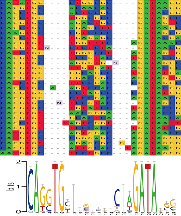 DNA motif HMM
