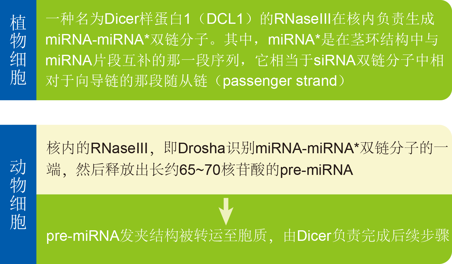 細(xì)胞中miRNA的合成.png 細(xì)胞中miRNA的合成.png