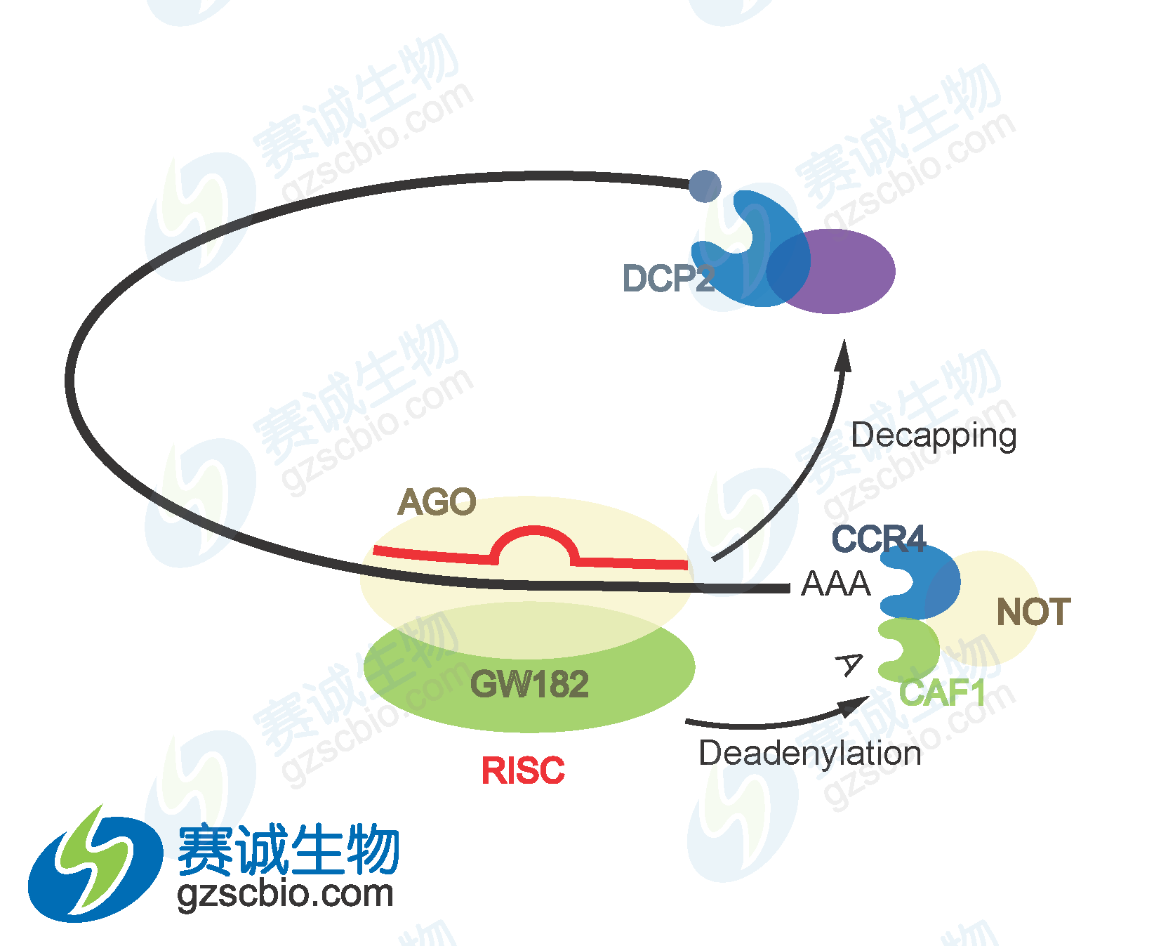 miRNA接到信使RNA降解.png miRNA接到信使RNA降解.png