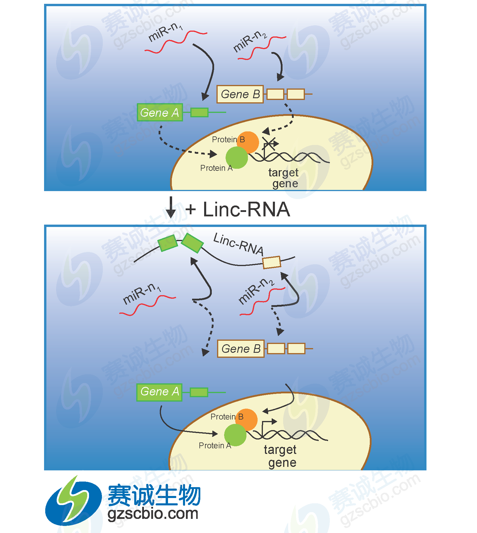 miRNA調(diào)控lncRNA.png