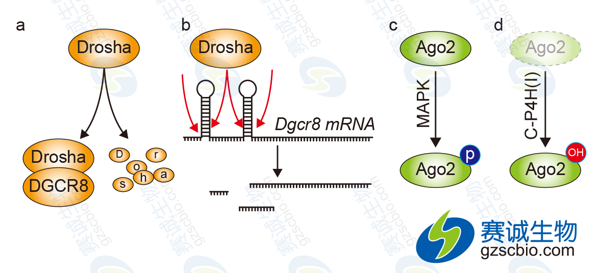 miRNA生產(chǎn)過程因子的調(diào)控.png