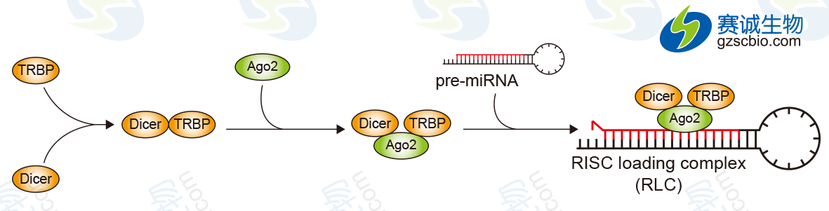 Dicer、TRBP與AGO2的連接.png