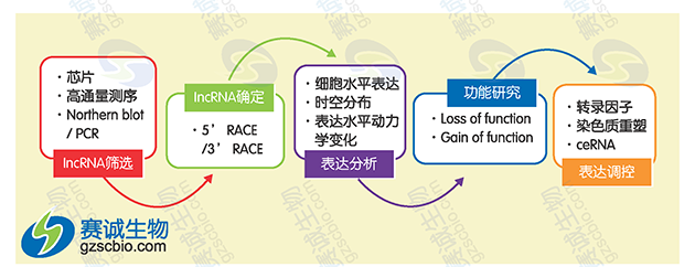 LncRNA的一般研究策略.png LncRNA的一般研究策略.png