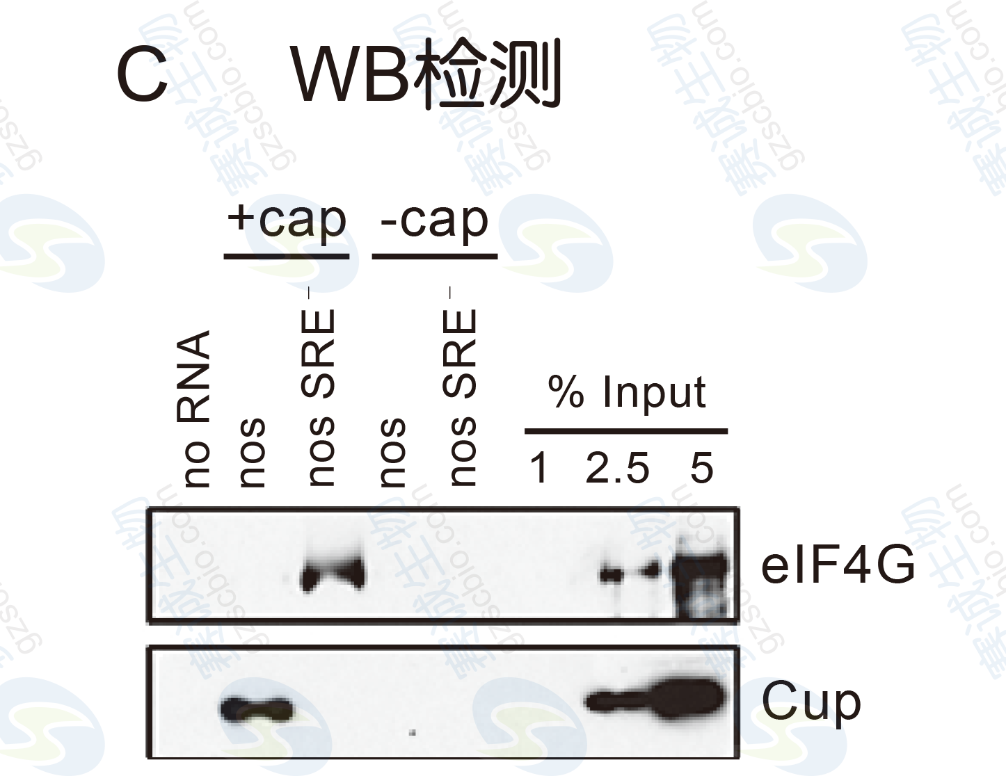 RNA pull - down Model Figure S.C.png RNA pull - down Model Figure S.C.png