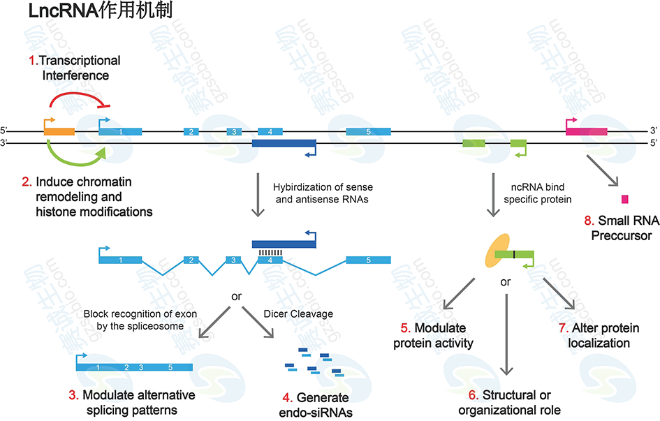 LncRNA作用機(jī)制.png LncRNA作用機(jī)制.png