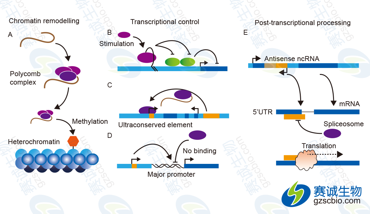 LncRNA在3個(gè)層面上實(shí)現(xiàn)對(duì)基因表達(dá)的調(diào)控.png LncRNA在3個(gè)層面上實(shí)現(xiàn)對(duì)基因表達(dá)的調(diào)控.png
