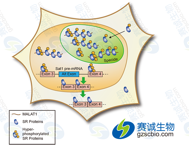 LncRNA MALAT1通過調(diào)節(jié)SR剪接因子的磷酸化調(diào)控可變剪接.png LncRNA MALAT1通過調(diào)節(jié)SR剪接因子的磷酸化調(diào)控可變剪接.png