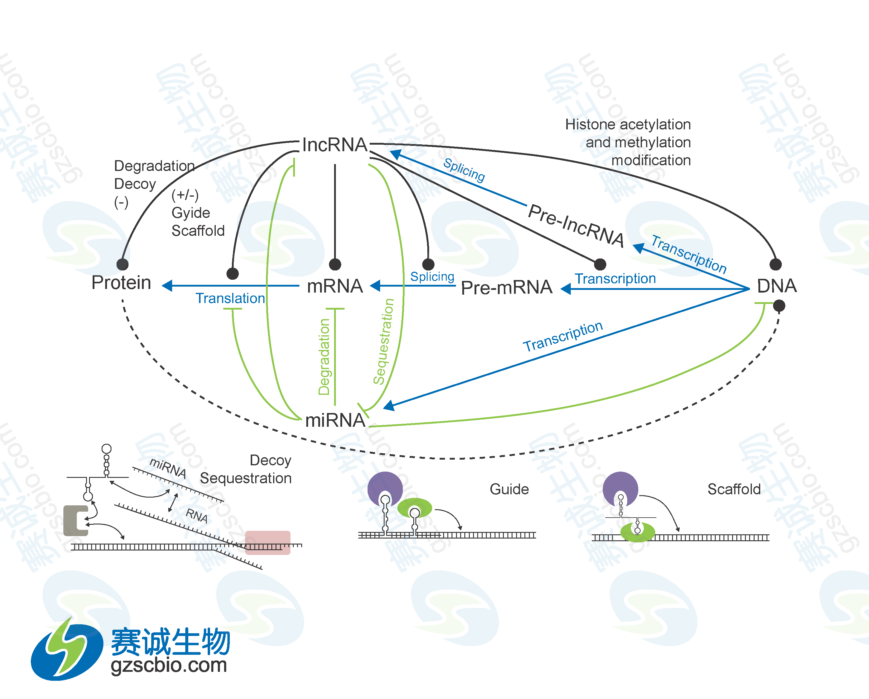 miRNA與lncRNA在基因表達(dá)調(diào)控中的相互關(guān)系.png