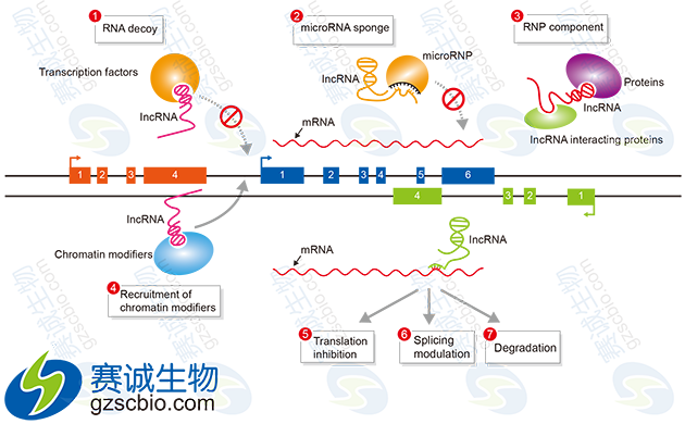 miRNA與lncRNA在基因表達(dá)調(diào)控中的作用機(jī)制.png