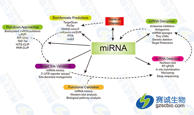 miRNA的一般研究策略及相關(guān)實(shí)驗(yàn)手段.png miRNA的一般研究策略及相關(guān)實(shí)驗(yàn)手段.png