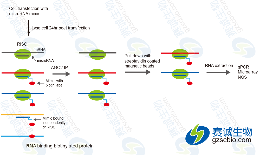 生物素化的miRNA pull-down.png 生物素化的miRNA pull-down.png