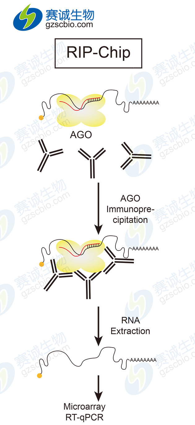RIP-Chip基本實(shí)驗(yàn)流程.png RIP-Chip基本實(shí)驗(yàn)流程.png