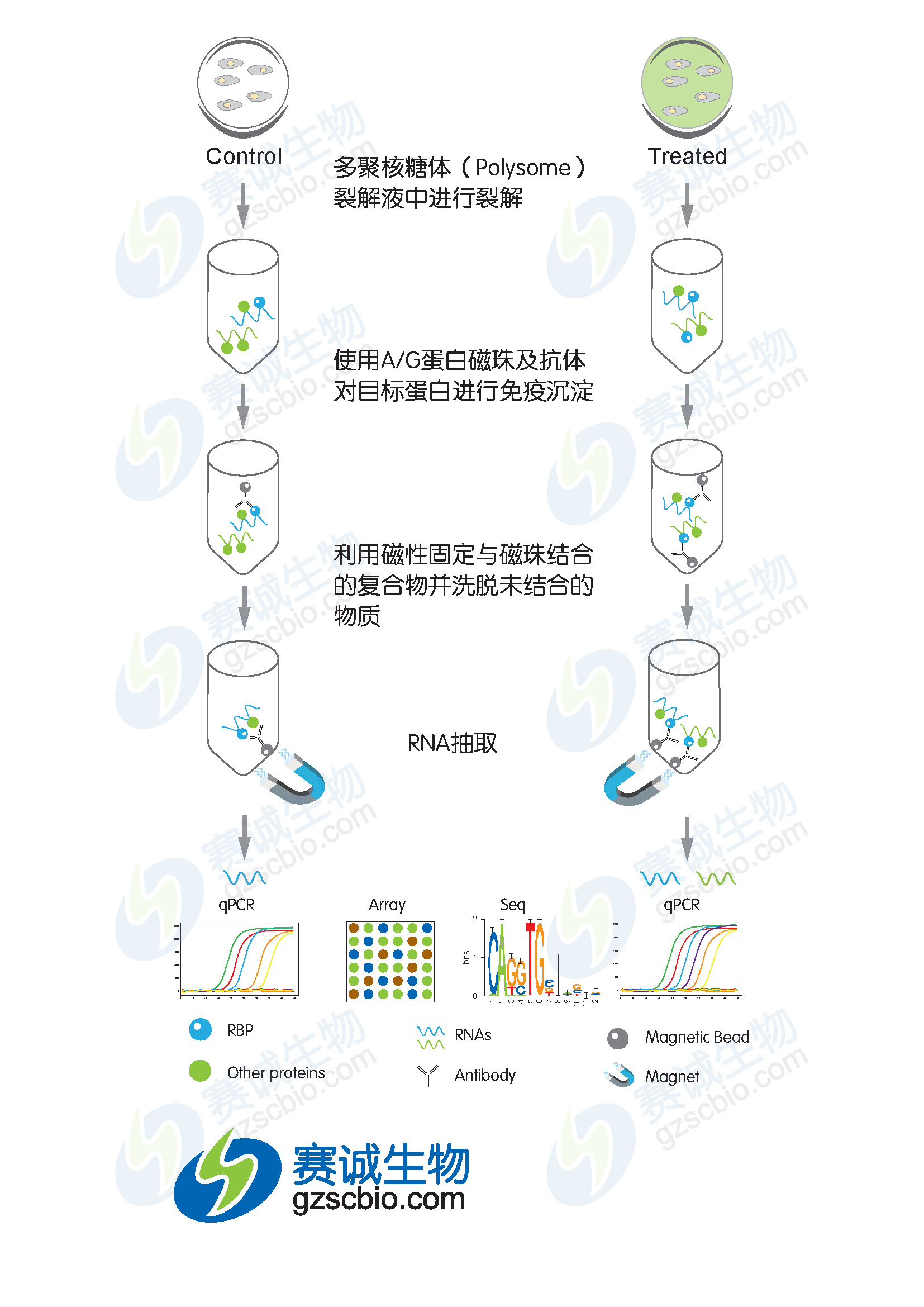 RIP實(shí)驗(yàn)流程.png RIP實(shí)驗(yàn)流程.png