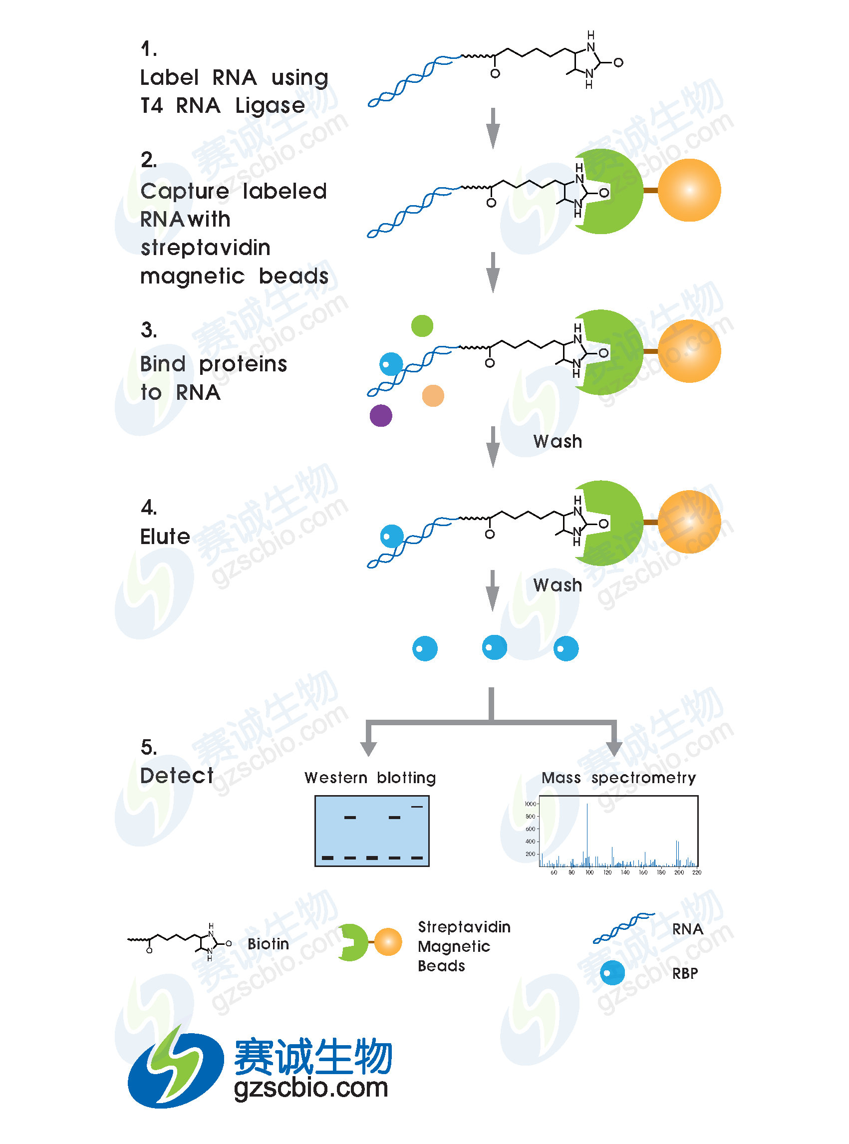 RNA pull-down實(shí)驗(yàn)流程.png RNA pull-down實(shí)驗(yàn)流程.png