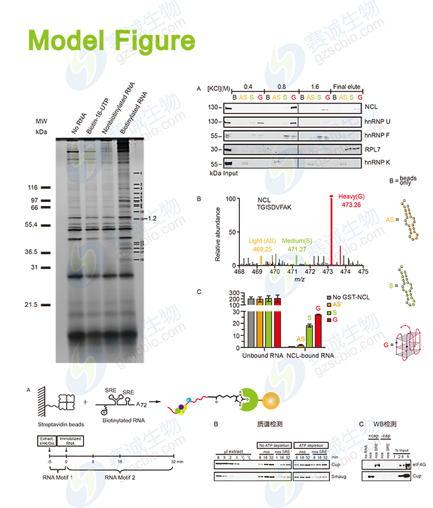 RNA Pull-down model figure.png RNA Pull-down model figure.png