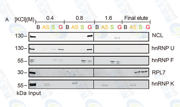 RNA Pull-down model figure A.png RNA Pull-down model figure A.png