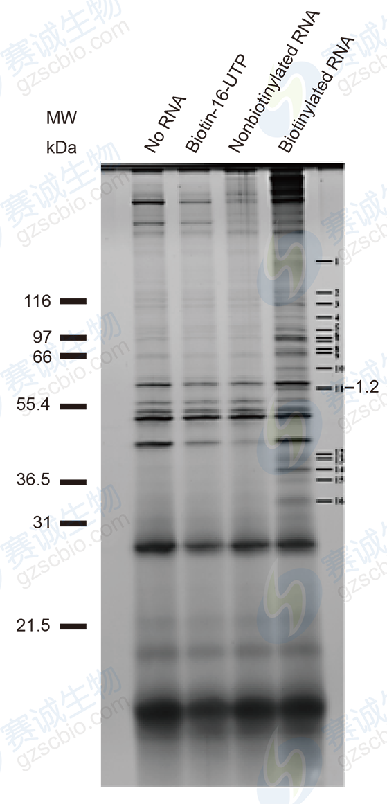 RNA Pull-down model figure D.png RNA Pull-down model figure D.png