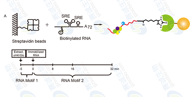 RNA Pull-down model figure S.A.png RNA Pull-down model figure S.A.png