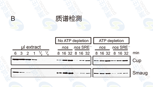 RNA pull - down Model Figure S.B.png RNA pull - down Model Figure S.B.png