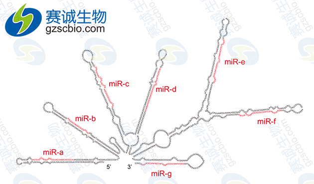 miRNA前體結(jié)構(gòu).png miRNA前體結(jié)構(gòu).png