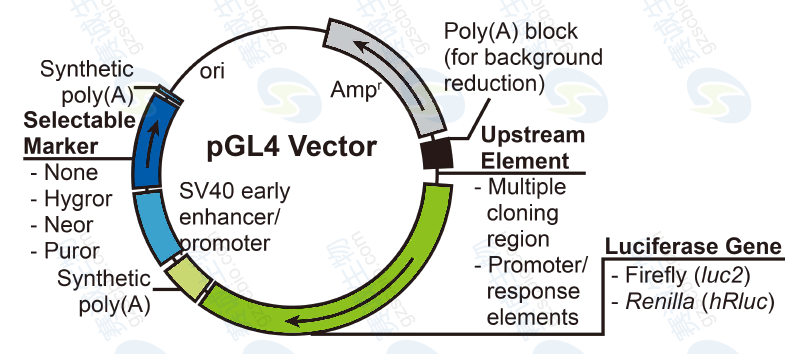 1431930088065022109.png 7.1 Promoter活性Luciferase實驗常用載體——pGL4.png