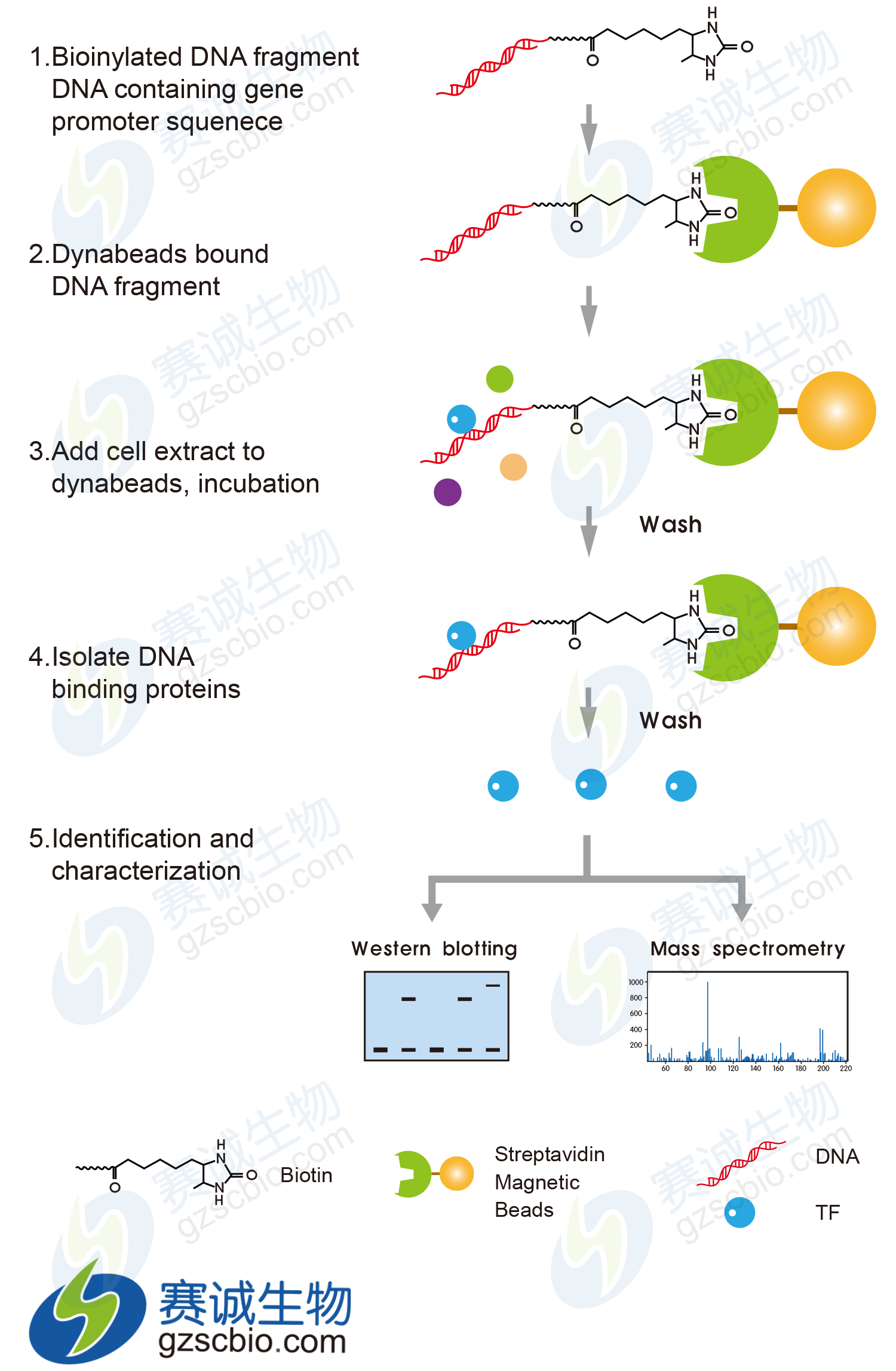 1432105379011001954.png DNA Pull-Down流程圖加水印.png