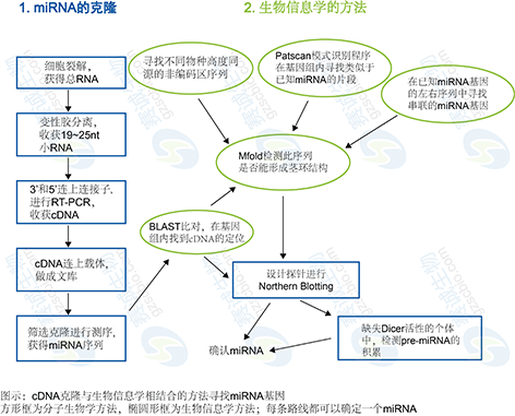 1461138068018055308.png 1 miRNA靶基因調(diào)控分析.png