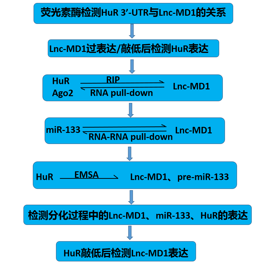 1501206299177051322.png 實驗流程.png