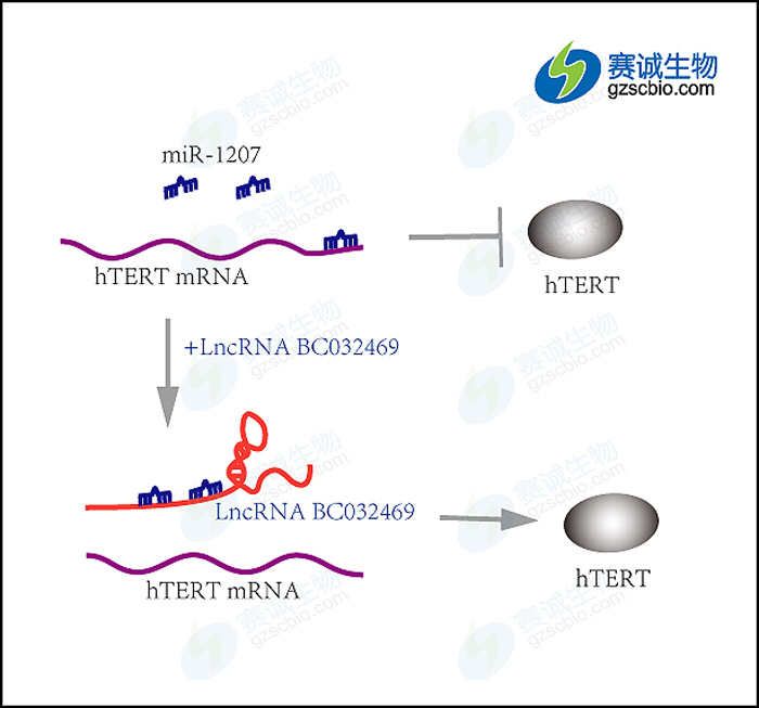 1502186435786036005.jpg 實(shí)驗(yàn)流程和調(diào)控通路.jpg