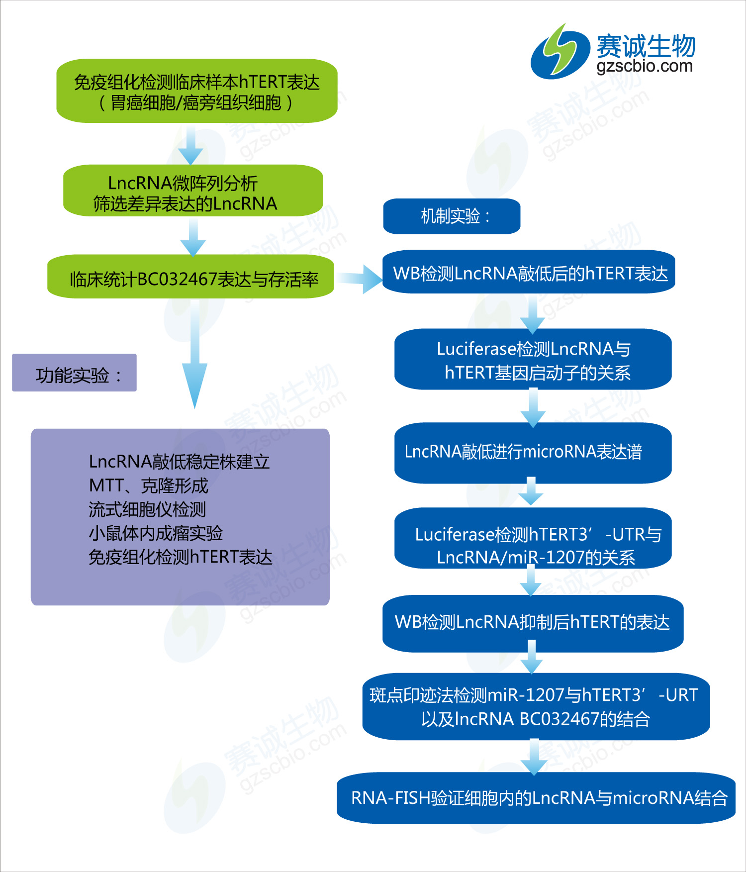1502186605906085893.jpg ceRNA機(jī)制研究案例(六).jpg