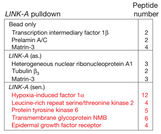 1502860884310041702.png RNA pull-down.png