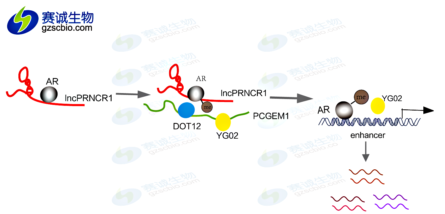 1503041885234029275.png 調(diào)控通路.png