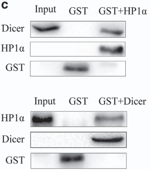 1503474795285028580.png GST pull-down.png