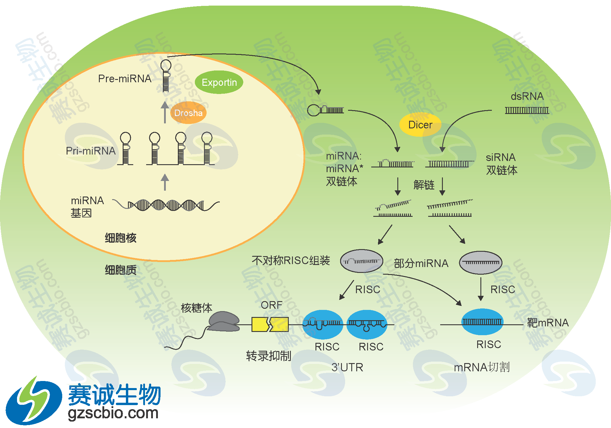 1507953857154042020.png 13轉(zhuǎn)錄后調(diào)控microRNA調(diào)控.png