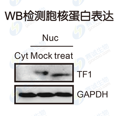 CHIP-WB驗證抗體和蛋白表達.png
