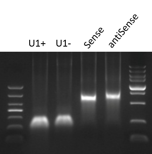 1508139787053093391.png RNA pull-down探針跑膠圖.png